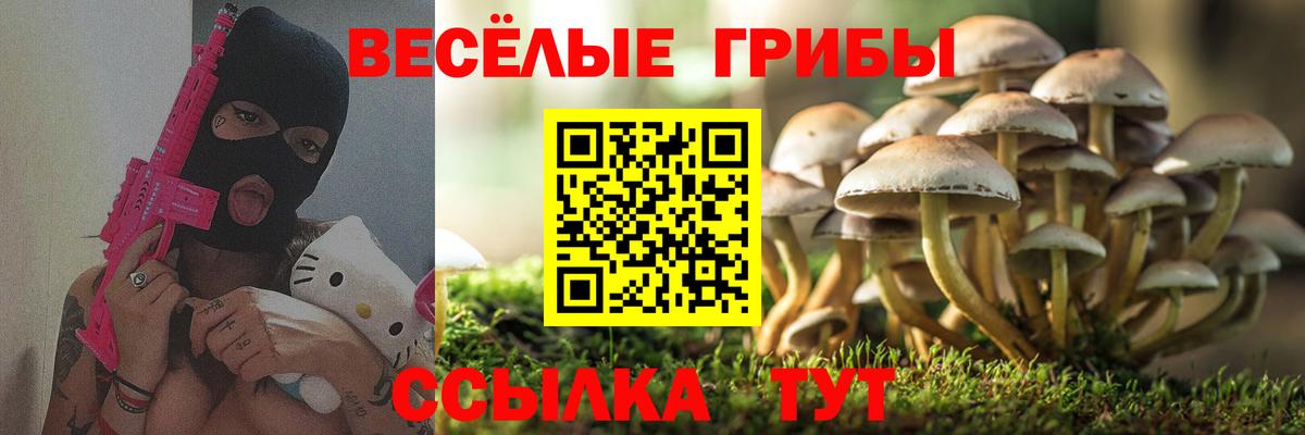 Псилоцибиновые грибы Psilocybe Северобайкальск